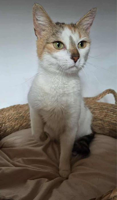 Urocza koteczka do adopcji