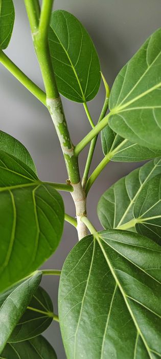 Фикус Бенгальский Одри Фікус Бенгальський 100 см