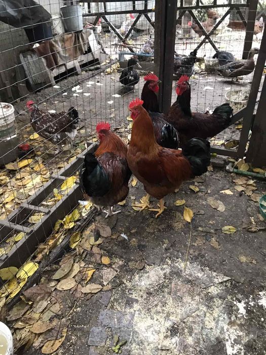 Півень Лівенська