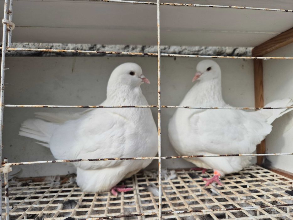 Gołębie mondajny sprzedam para rozpłodowa