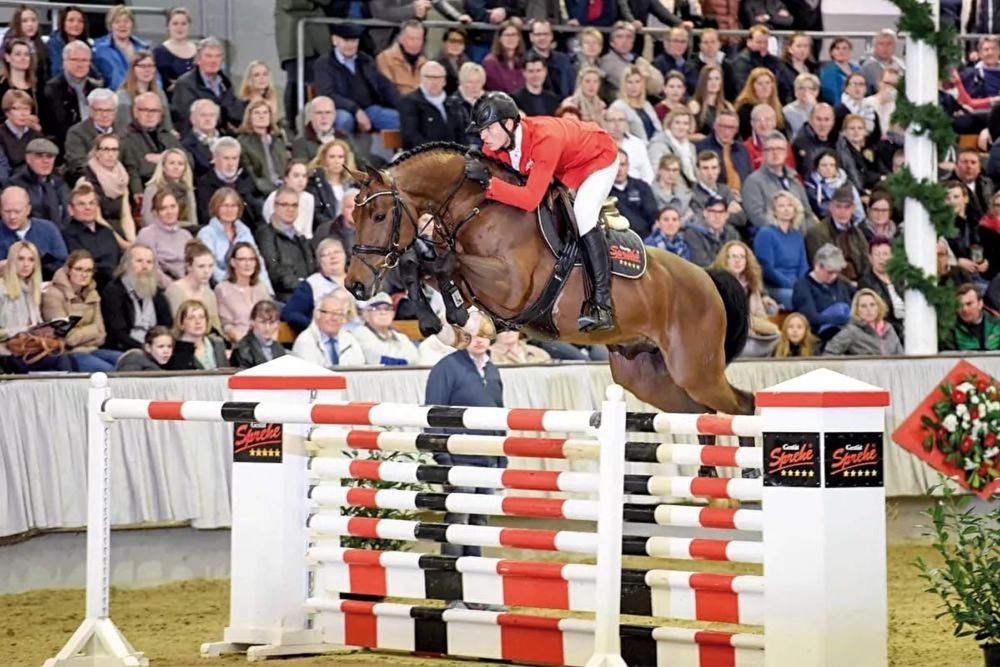 Stanówka ogierem oldenburg krycie