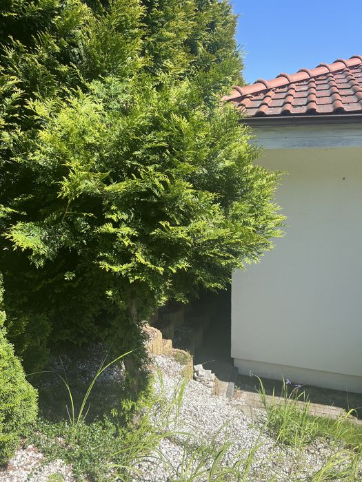 Tuje ( szmaragd i kurnik na pniu )