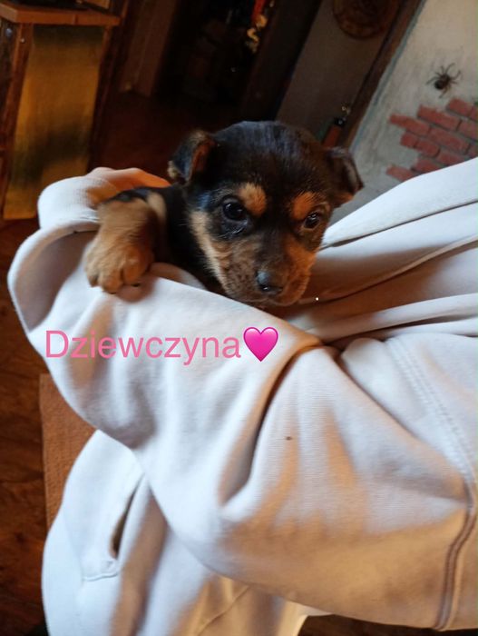 Oddam za darmo pieski