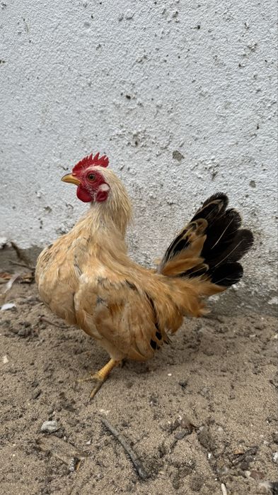 Galitos jovens seramas