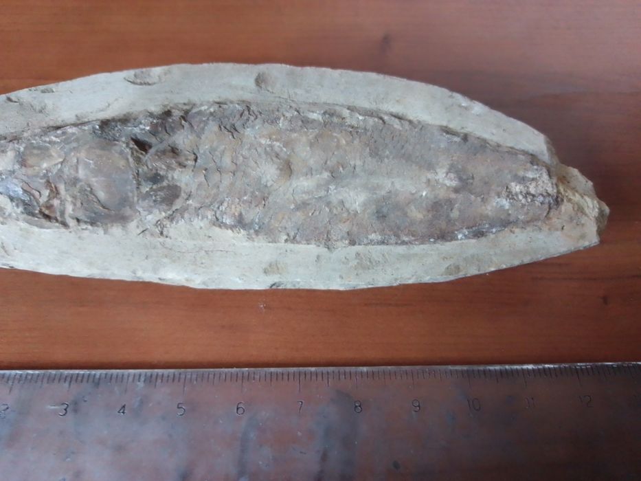 Fóssil Peixe Cretácico