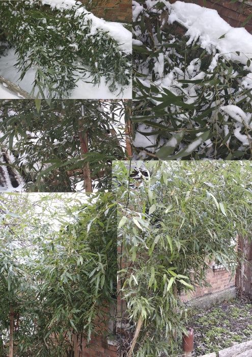 бамбук вічнозелений росток