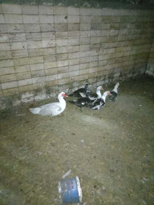 Sprzedam kaczki młode i starsze