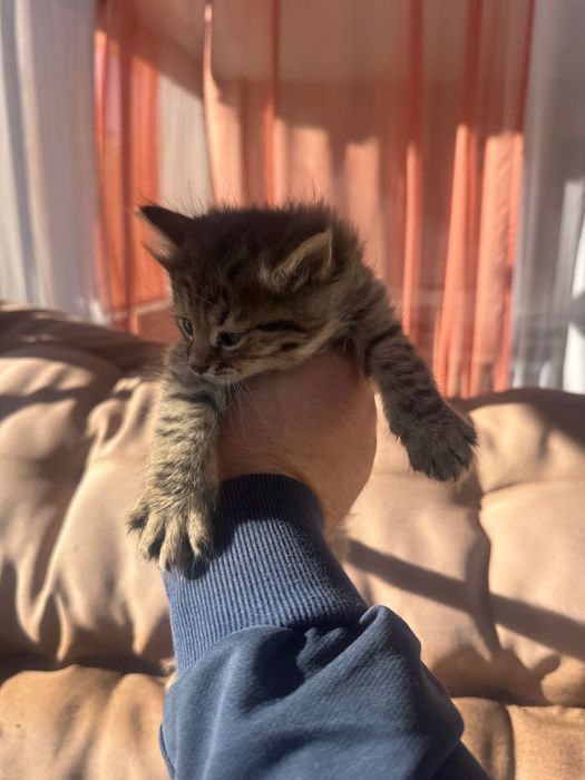 Отдам котят в хорошие руки