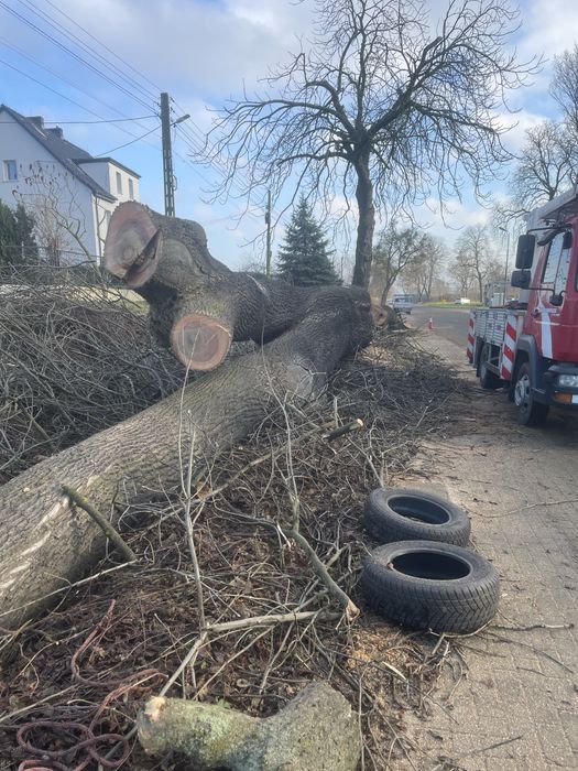 Wycinka drzew arborysta frezowanie korzeni usługi rębakiem