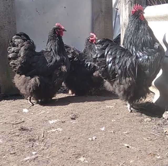 Продам инкубационное яйцо от кур Чёрного Орпингтона, цена за 1 яйцо!