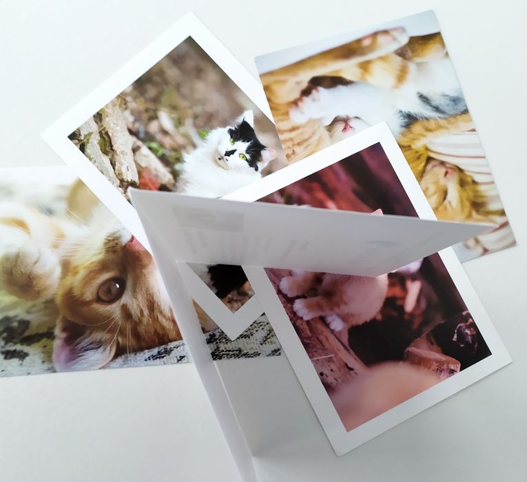 Американские открытки с кошками котики коты кошка вязка котята