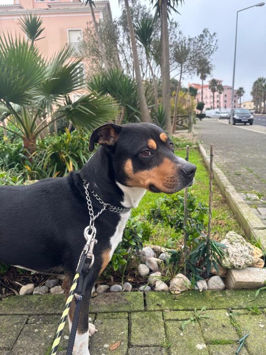 Cão Amstaff para adoçao responsável