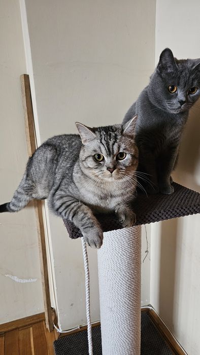 Шотландський котик