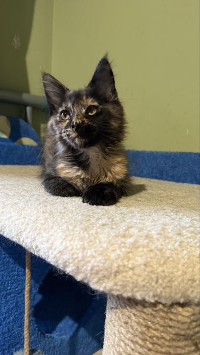 Дівчинка, 3 місяці, готова до переїзду