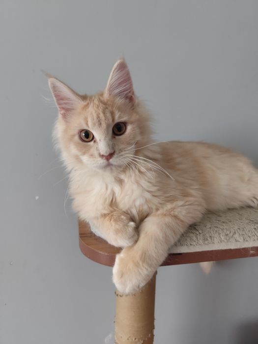 Kremowy kocurek Maine Coon FPL