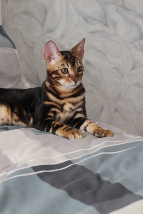 Бенгальський котик