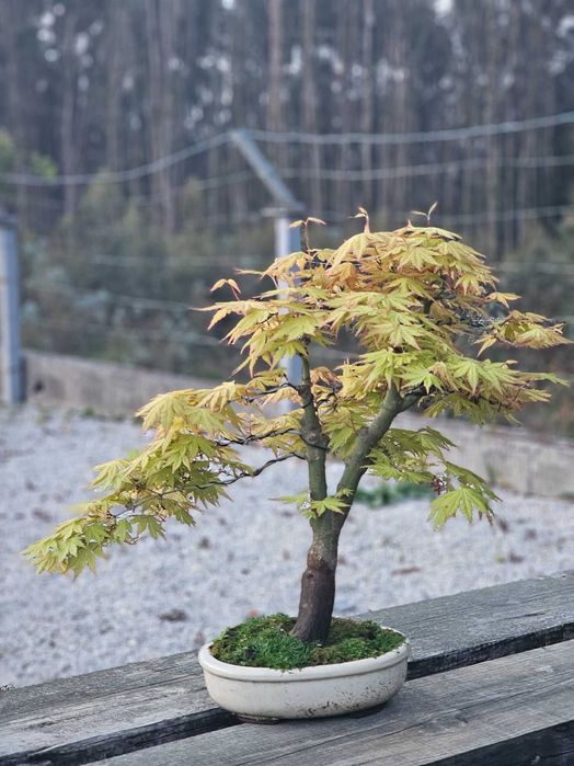 Bonsai acer orange dream