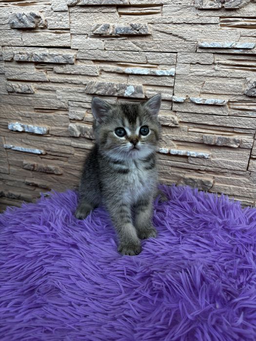 Шотландская девочка