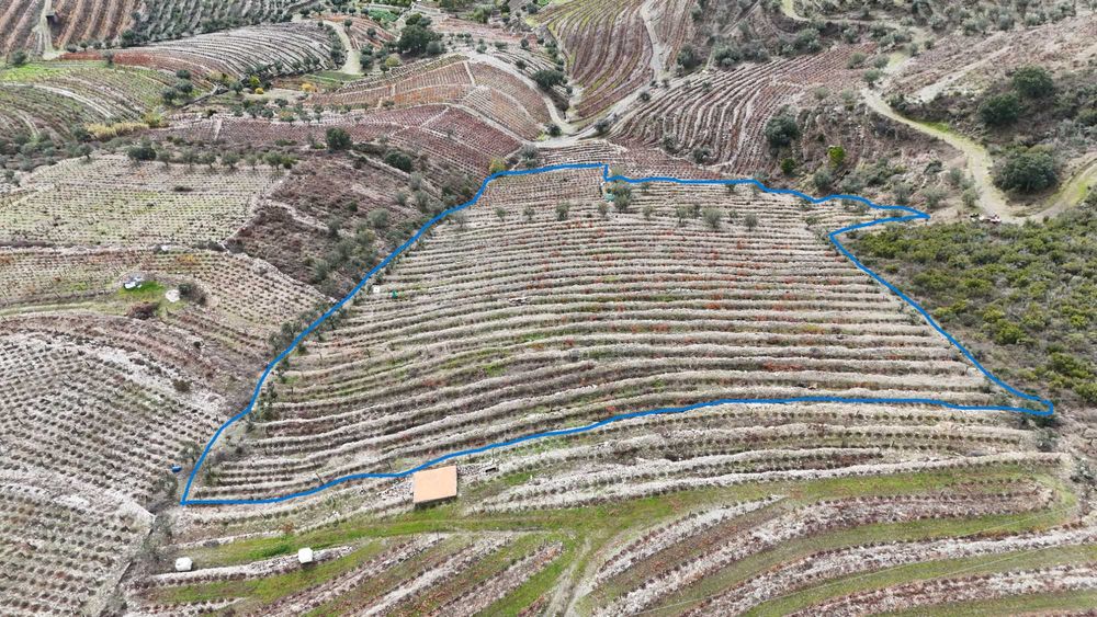 Vende-se terreno agrícola com vinha e Oliveiras