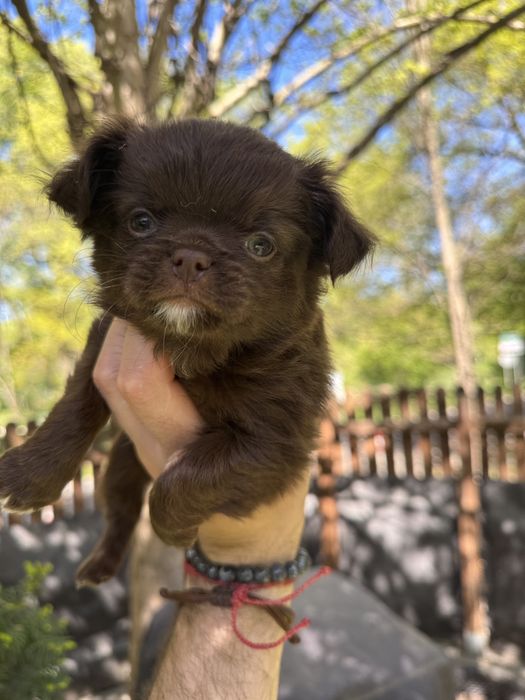Chihuahua Dlugowlosy FCI