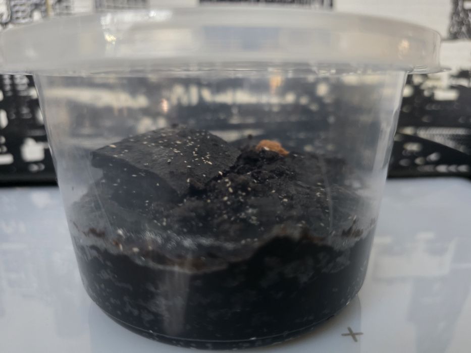 Skoczogonki - ekipa sprzątająca