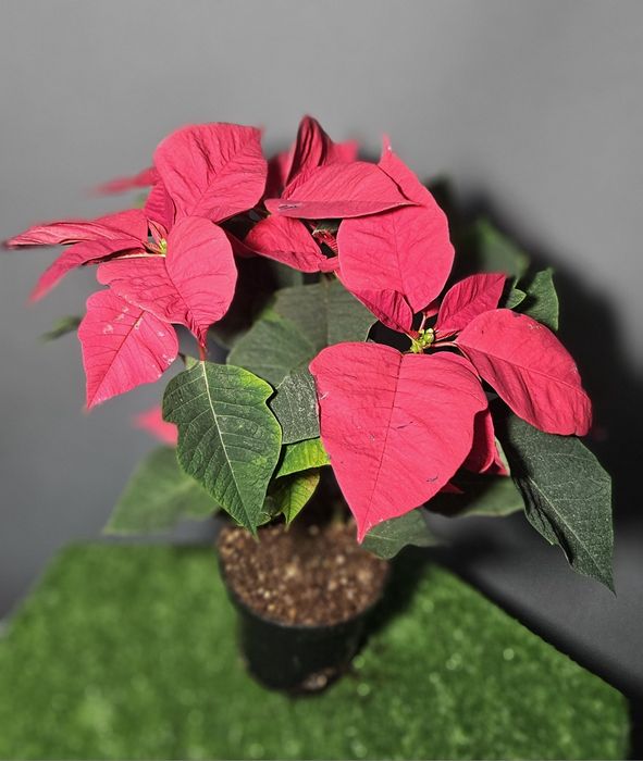 Продам мухоловку ,лимон ,мандарин,ананас,розу,каланхое ,рождественник