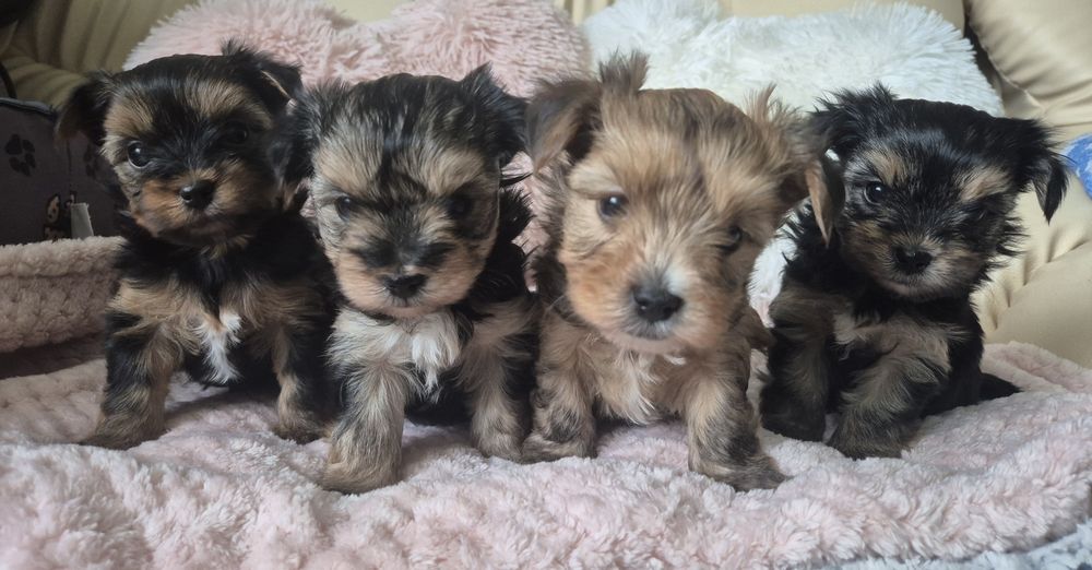 Yorkshire terrier