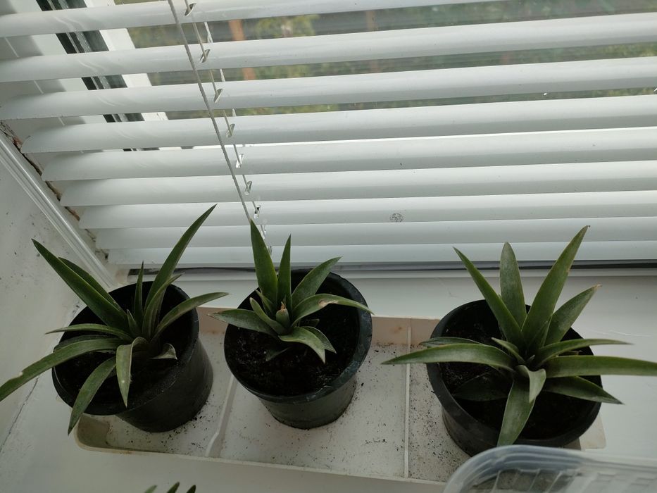 Продам саджанці ананаса