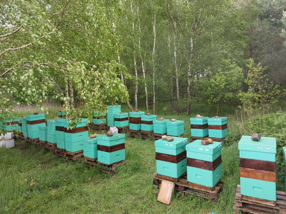 Przezimowane odkłady pszczele 6 ramkowe wielkopolskie