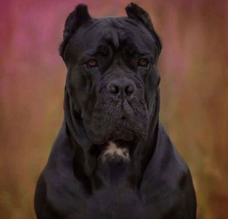 Чорна мафія на ринку-Cane corso Italiano
