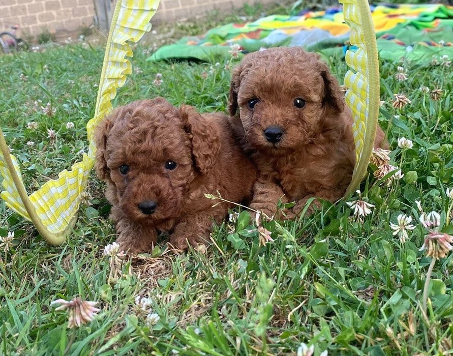 Pudel toy red  brown