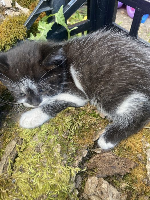 Котики шукають дім
