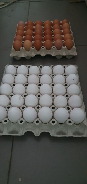 Sprzedaż jaj hurt/detal.