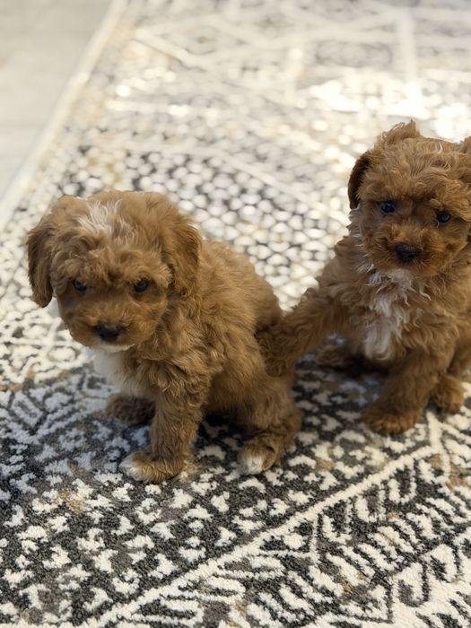 Cavapoo  piesek certyfikat