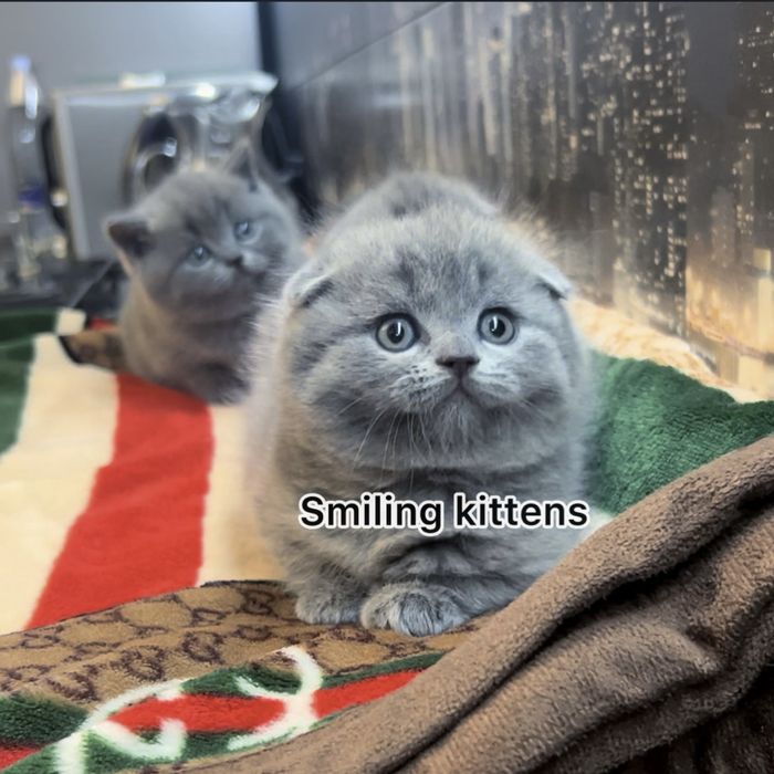 Розкіш в кожній деталі