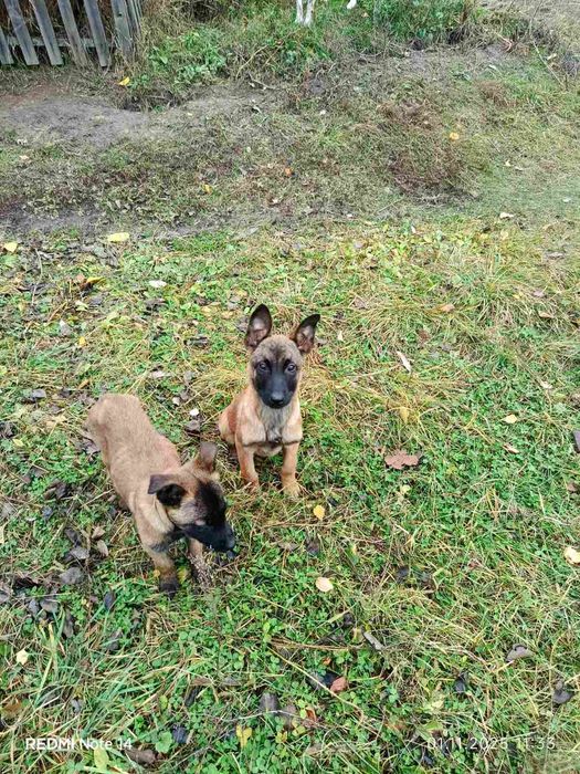 Цуценята Малінуа