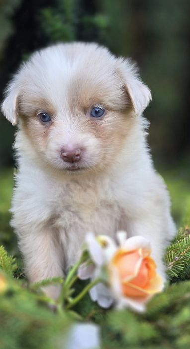 Border Collie suczka liliowa red merle tri color