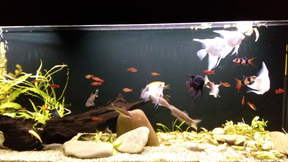 Обслуговування акваріумів декоративних та торгових