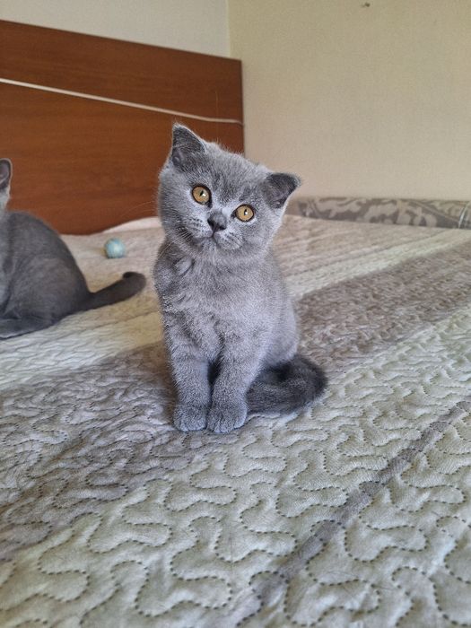 Scottish fold fêmea  azul