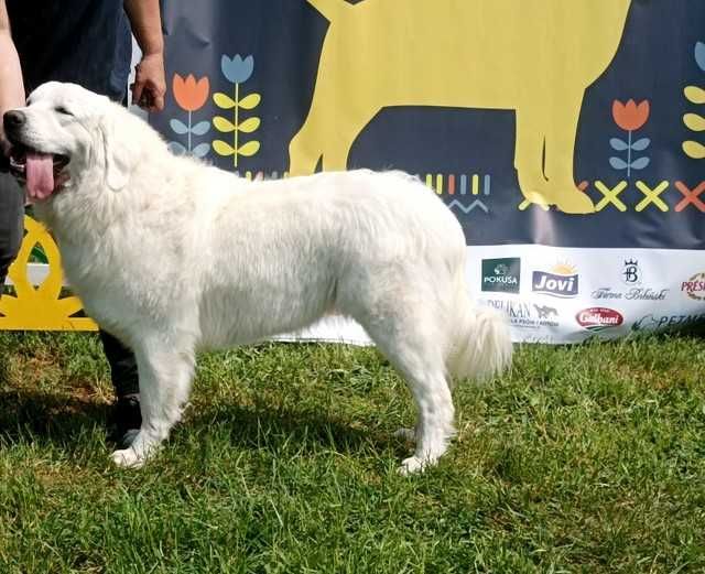 Owczarek Podhalański