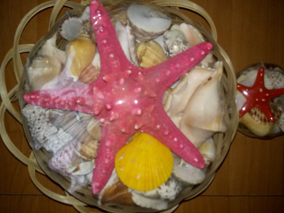 Muszle i muszelki