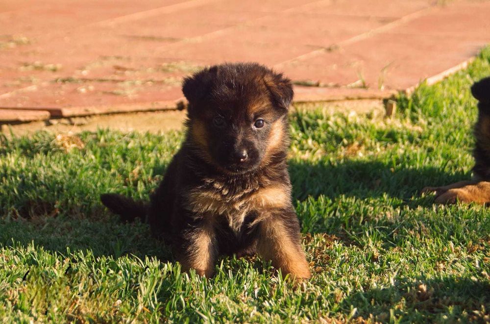 Cachorra Pastor Alemão de Qualidade