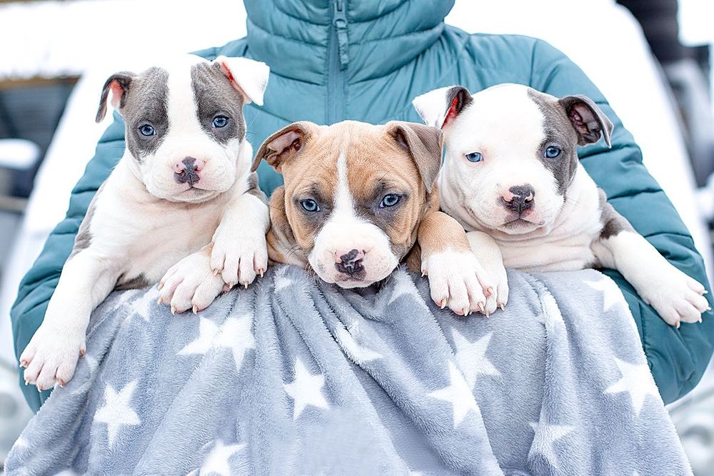 Цуцики АСТ повний пакет, готові до переїзду в свою родину