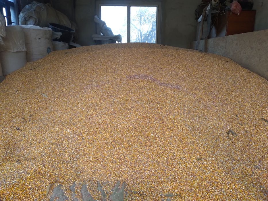 Продам кукуруза сухой цена 8.50 грн