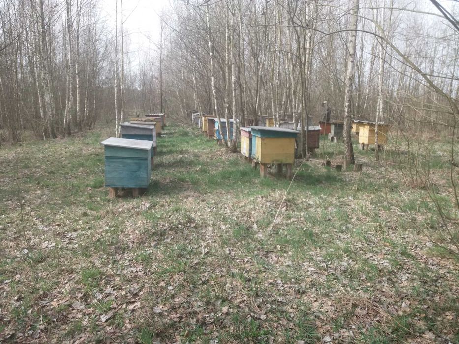 Продам пасіку  25 вуликів