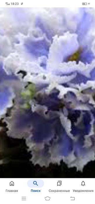 Недорого комнатные растения рождественик, хлорофитум, фиалки, и тд.