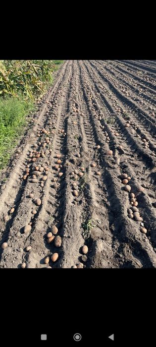 Картопля домашня доставка