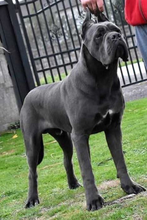 Cane Corso 3 miesięczna pręguska mocnej budowy  ZKwP FCI