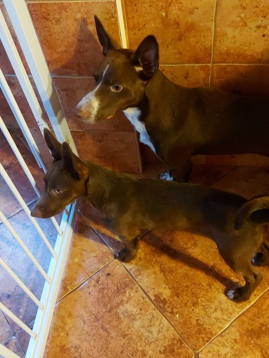 Uma família para o Eddie e para a Estrela