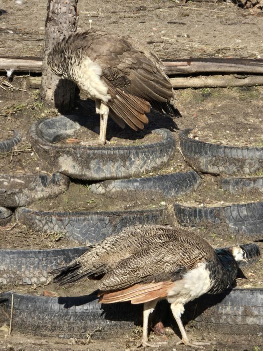 Pavões com fator arlequim